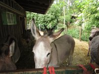 2018-06-02 Haustierhof-Reutemuehle